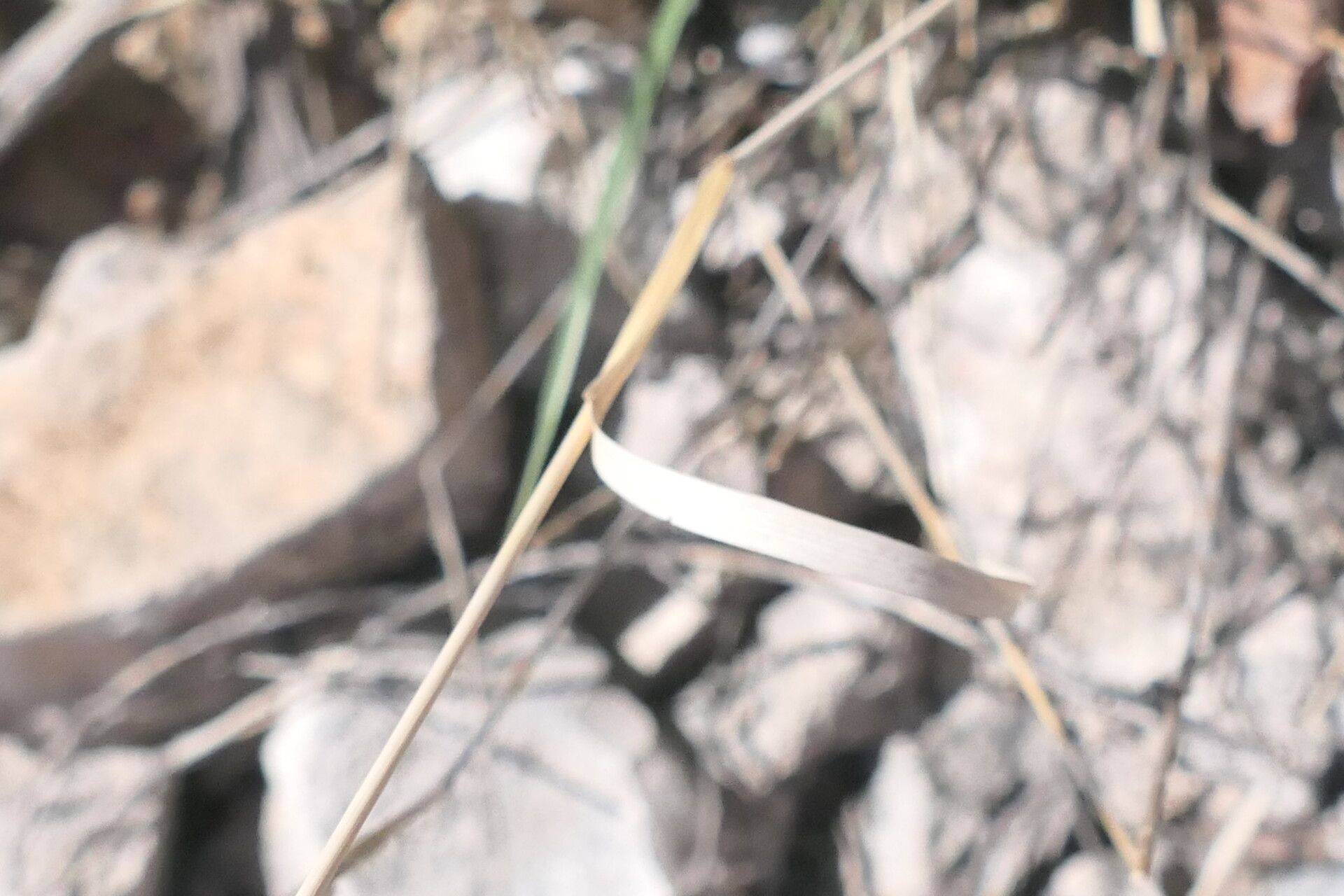 Fingerhuthia africana — houseplant care guide