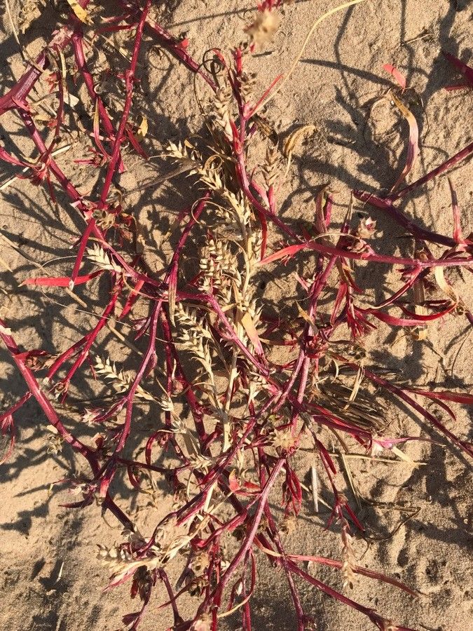 Salsola soda flower