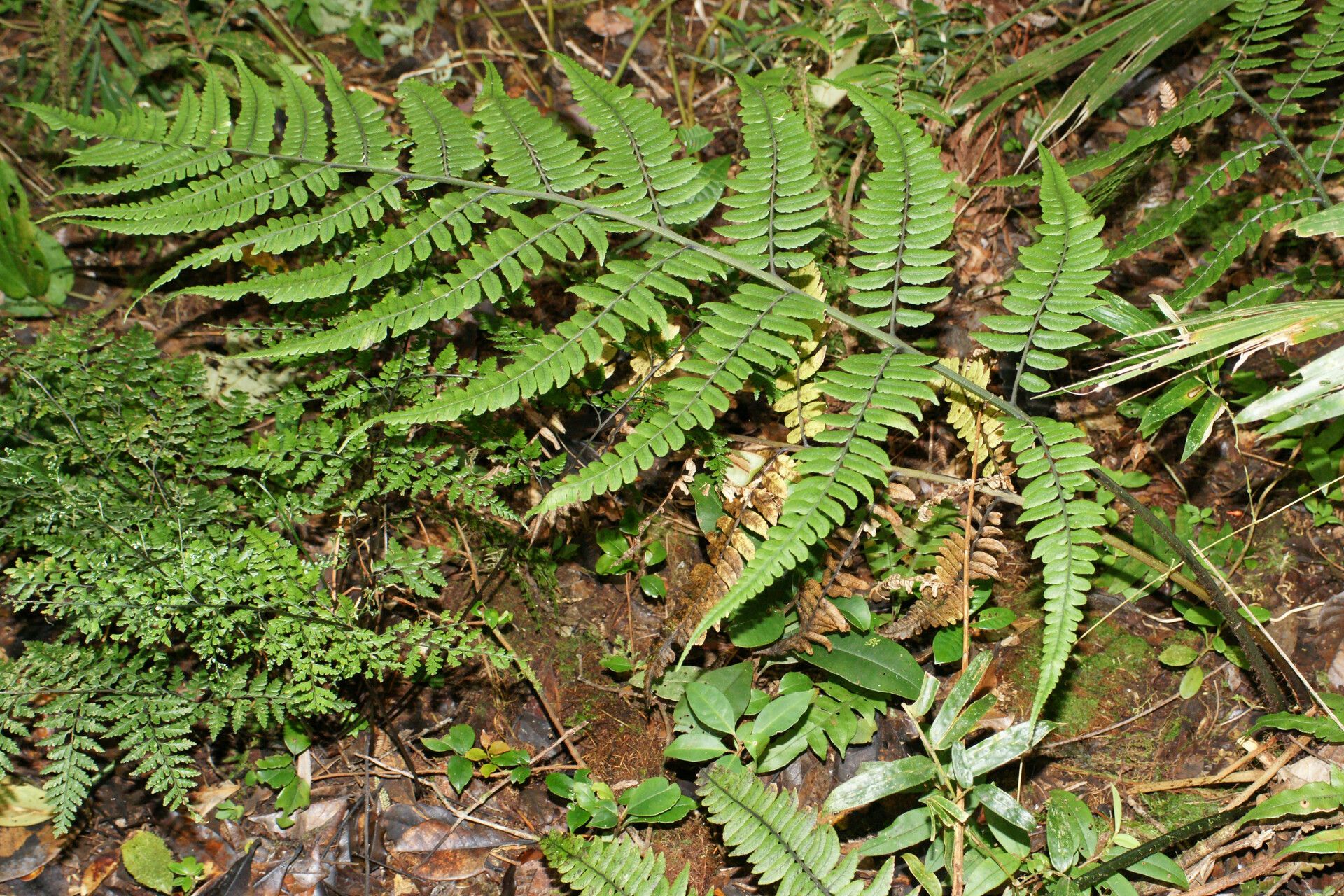 Athyrium mohillense — houseplant care guide