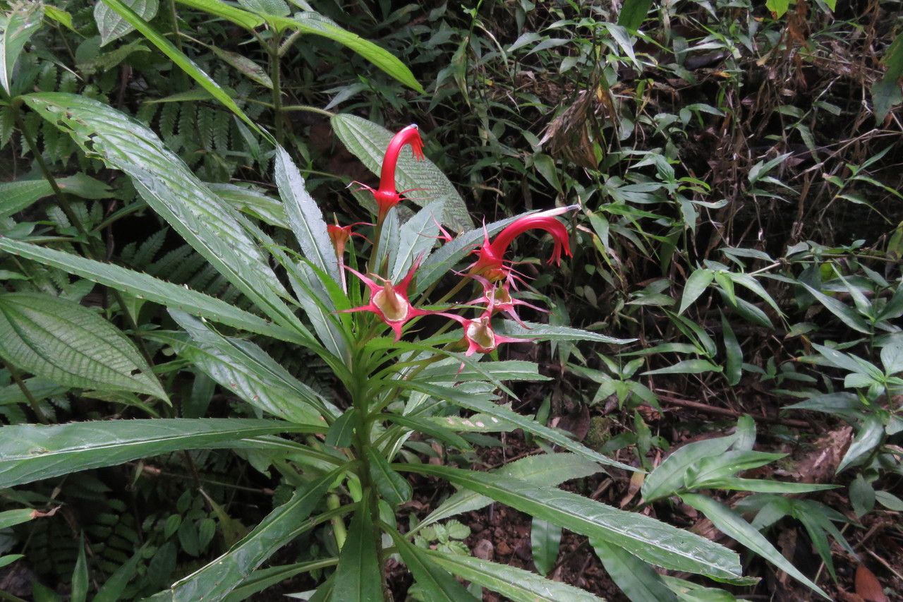 Lobelia persicifolia — search result for 'Lobelia'