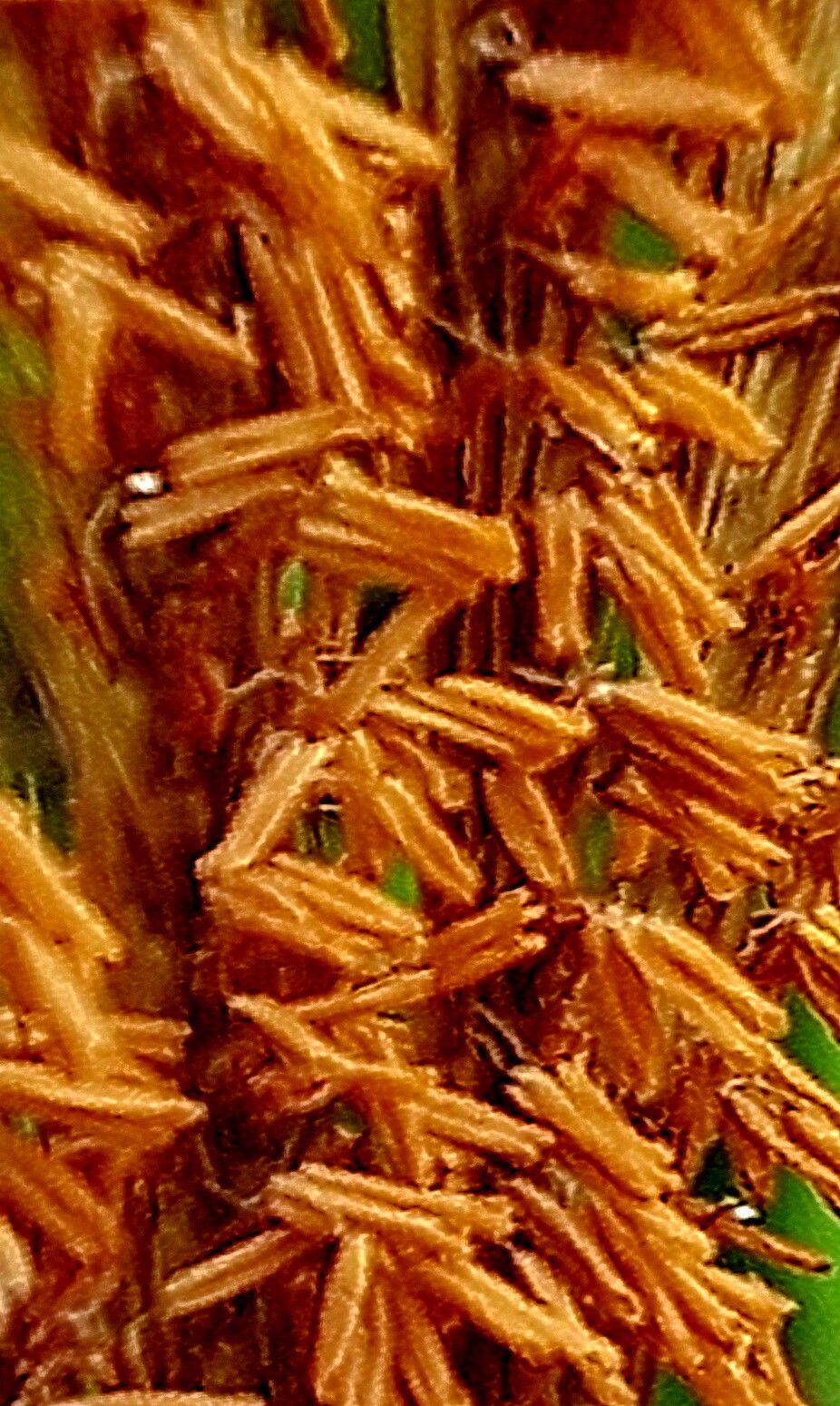 Eulalia aurea — houseplant care guide