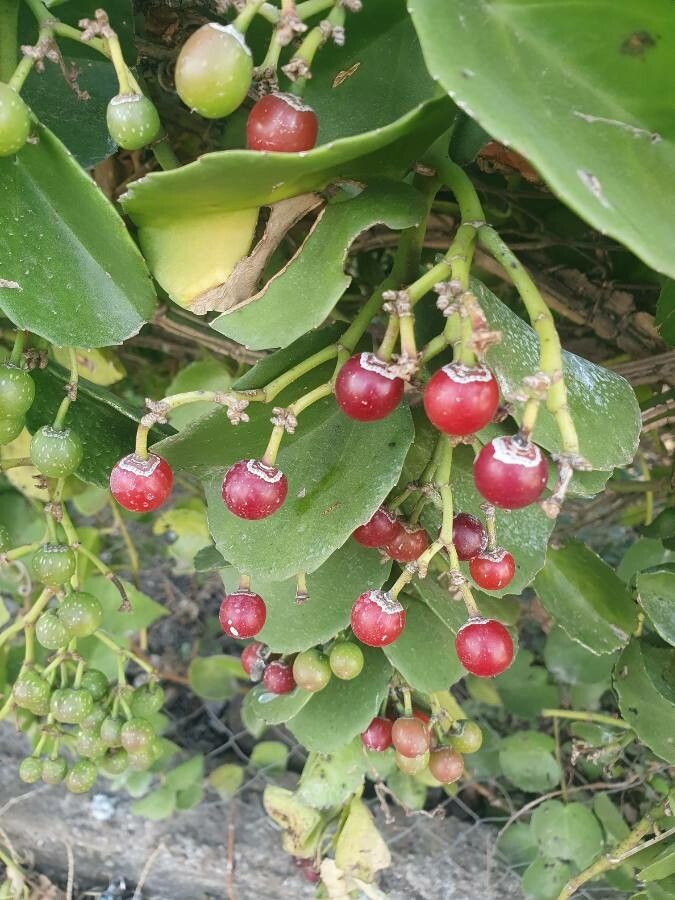 Cissus rotundifolia fruit