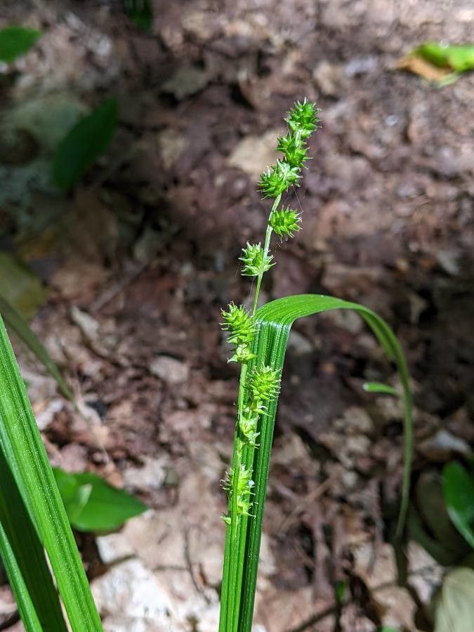 Carex sparganioides fruit