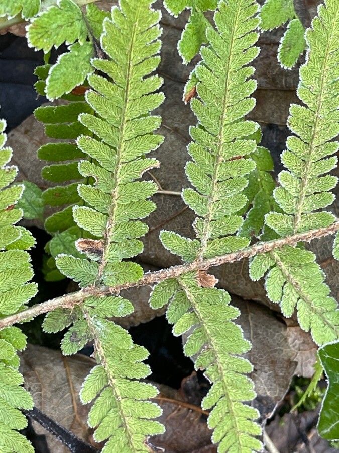 Gymnocarpium robertianum fruit