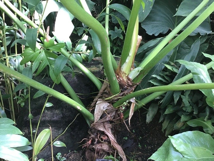 Philodendron giganteum bark