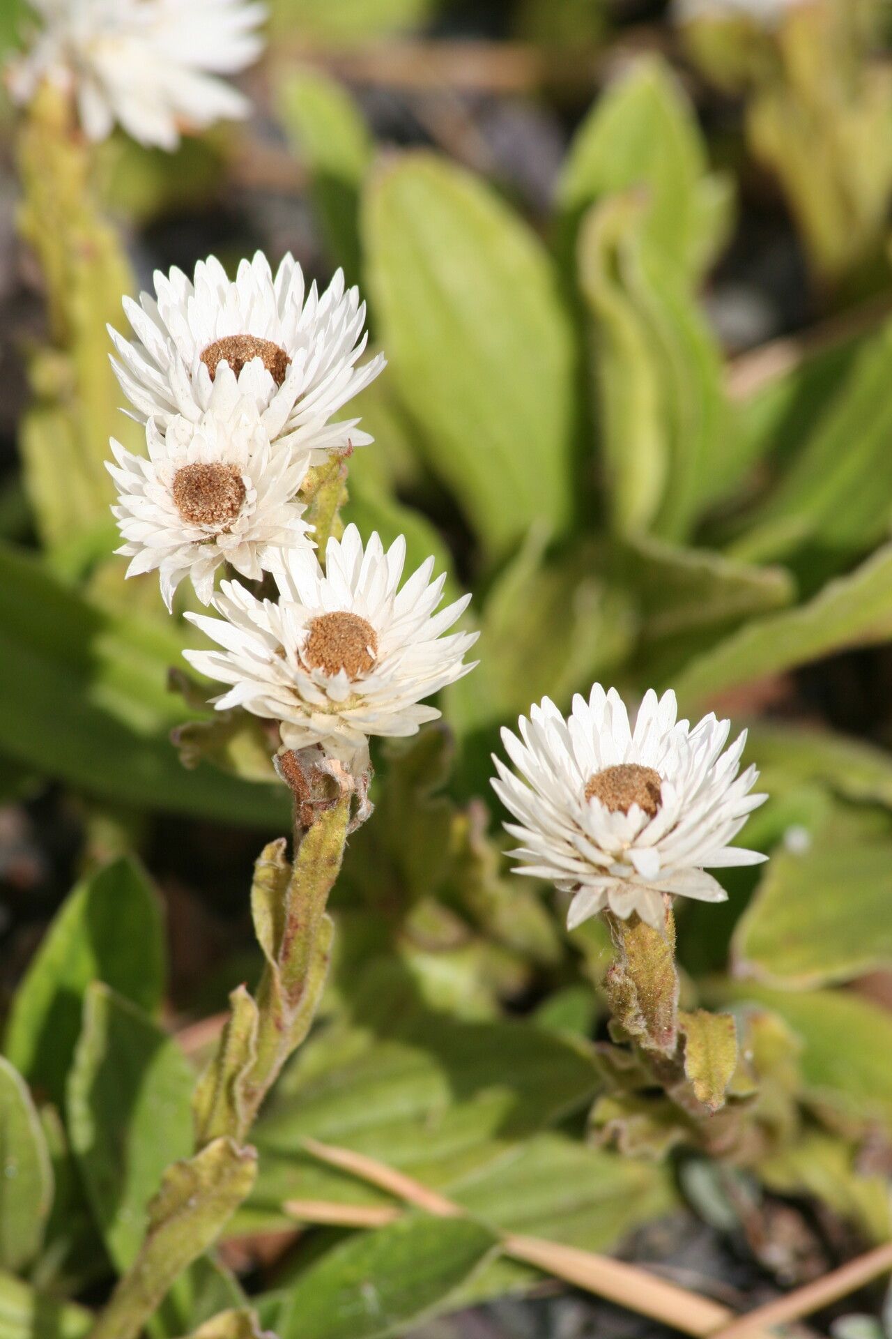 Helichrysum bellum — search result for 'Helichrysum'