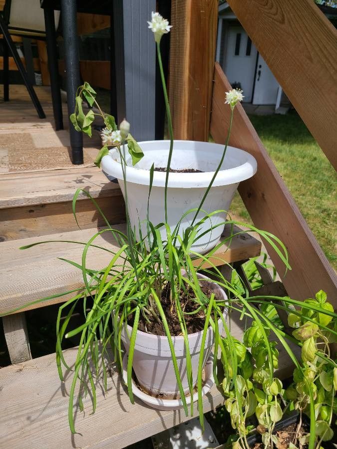 Allium canadense — search result for 'Allium'