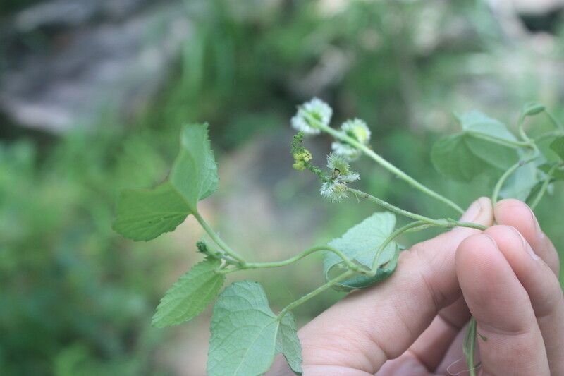Tragia vogelii habit