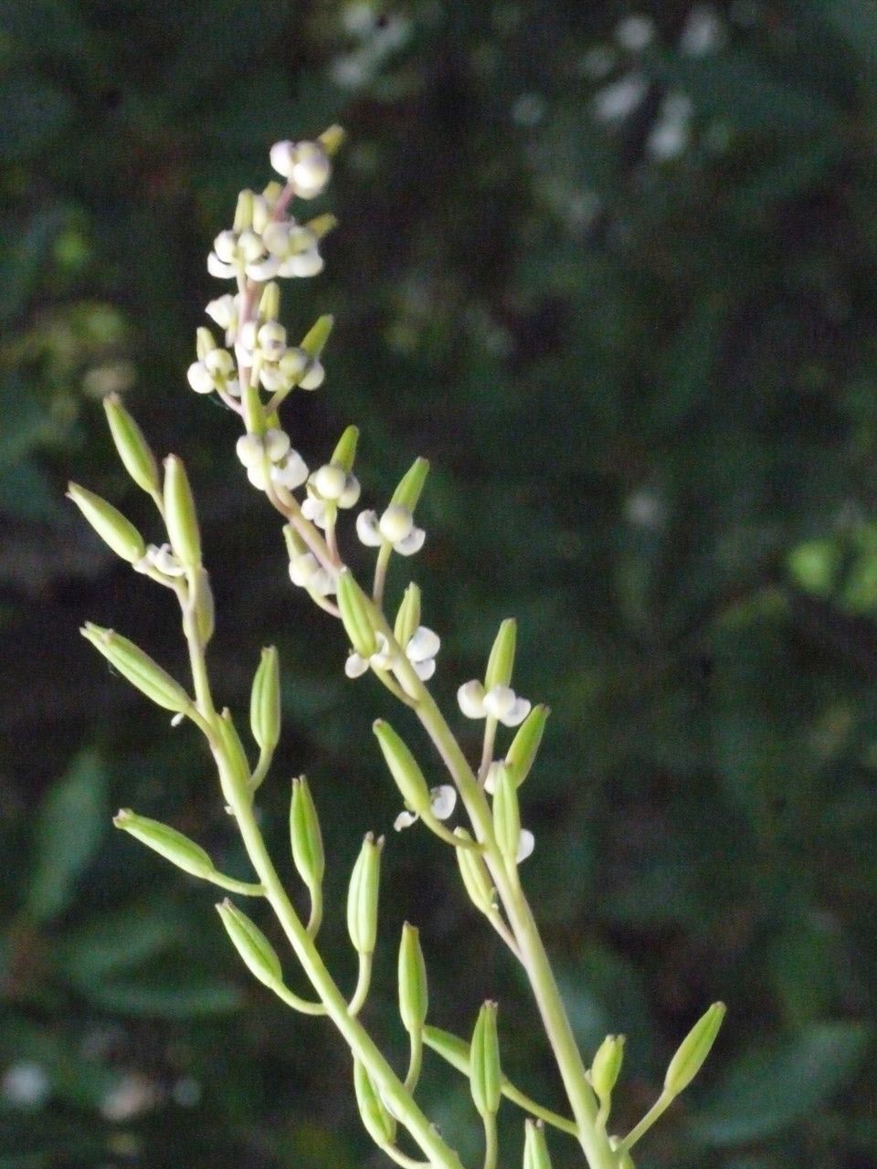 Triglochin bulbosa other