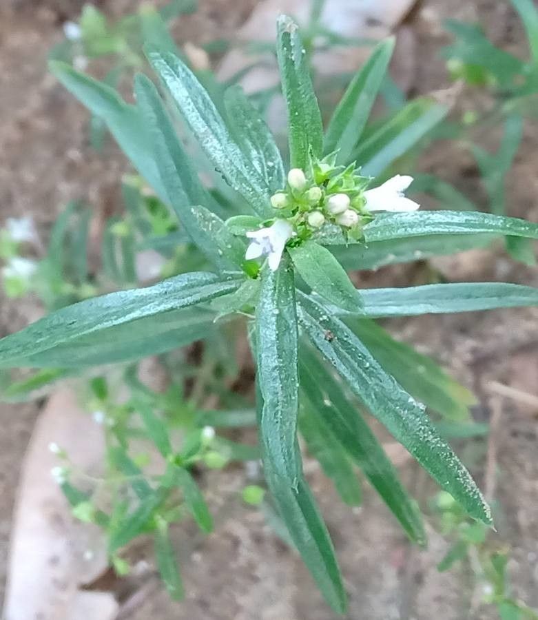 Leucas zeylanica flower