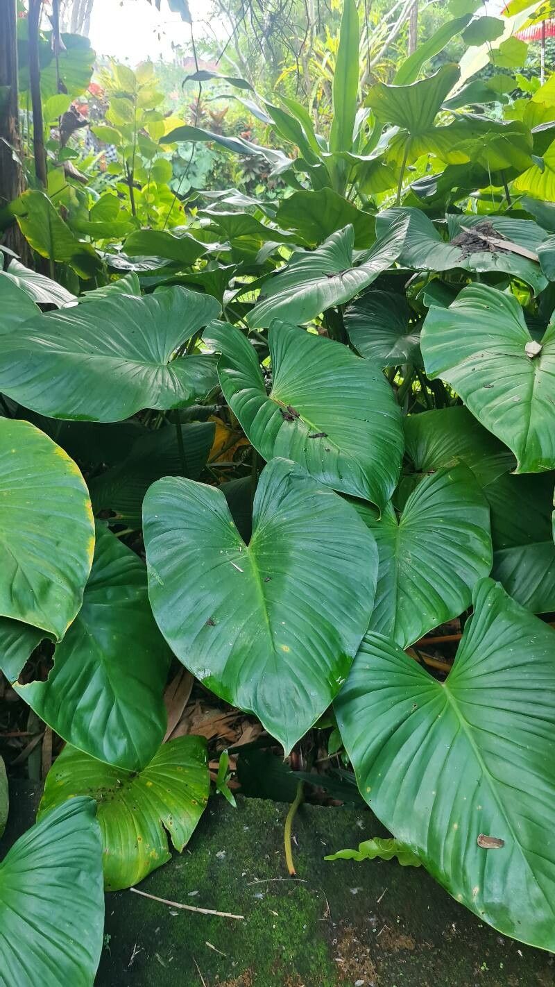 Philodendron grandipes leaf