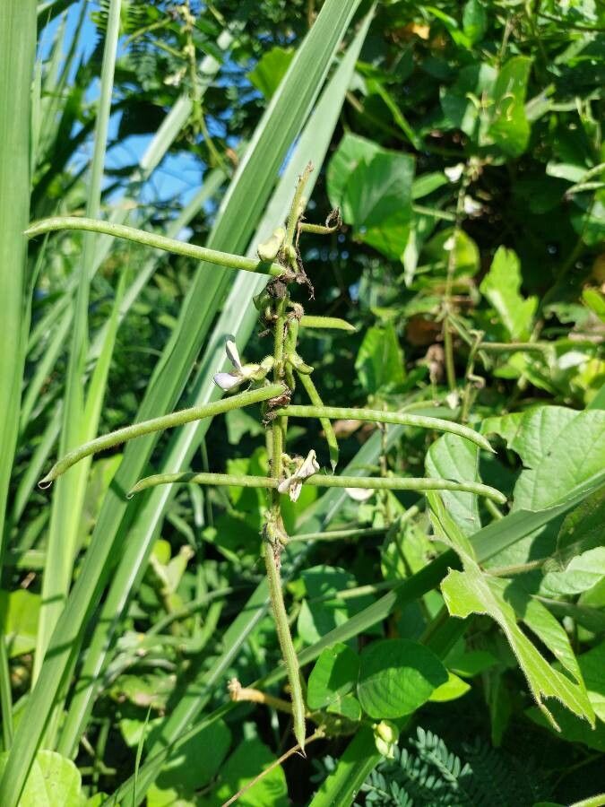 Pueraria phaseoloides fruit