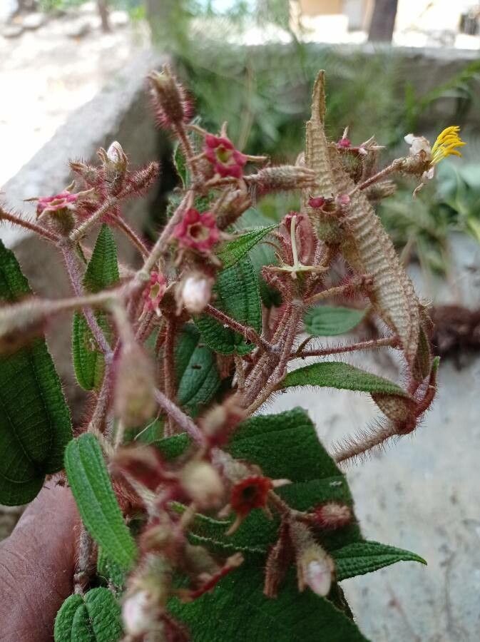 Miconia longicoma flower