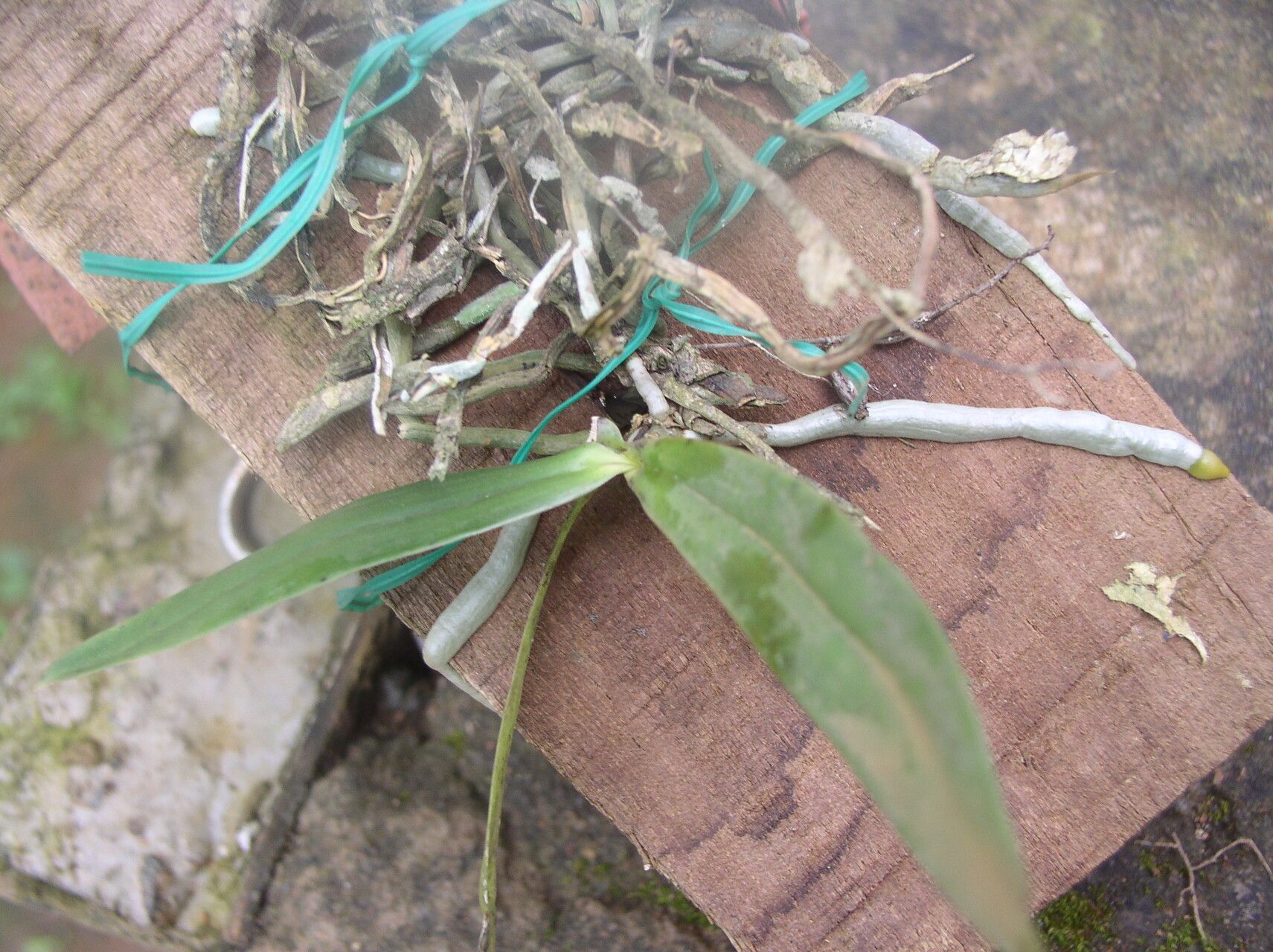 Diaphananthe lecomtei leaf