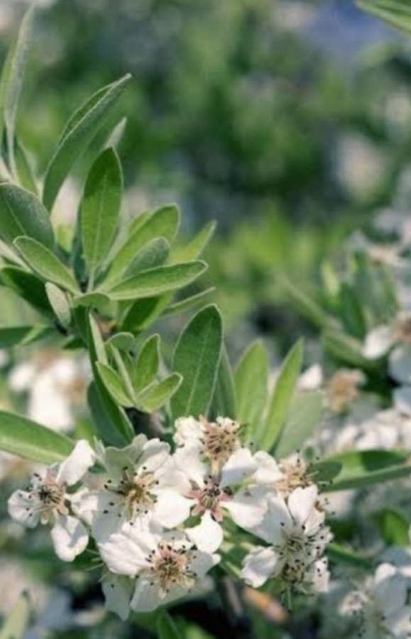 Pyrus amygdaliformis flower