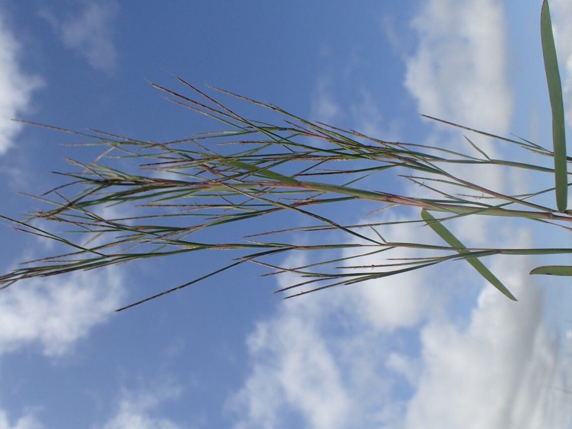 Schizachyrium platyphyllum — houseplant care guide