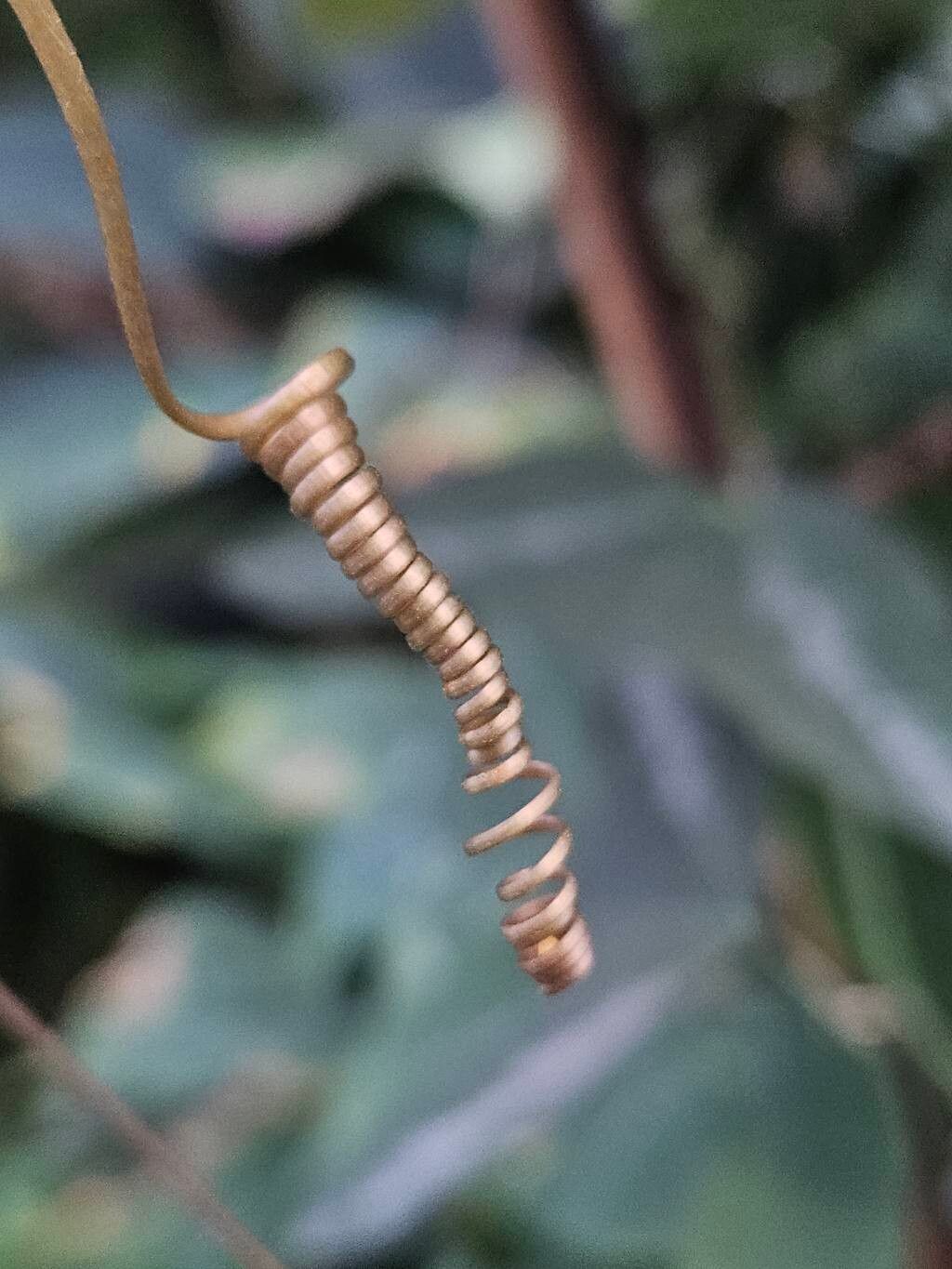 Passiflora punctata bark