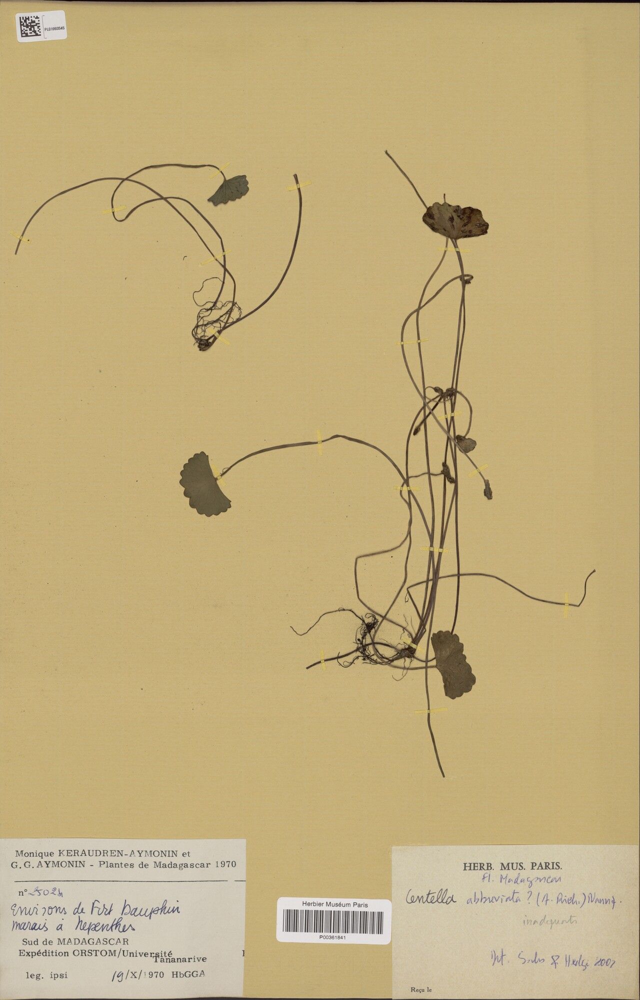 Centella abbreviata — related species from the same genus