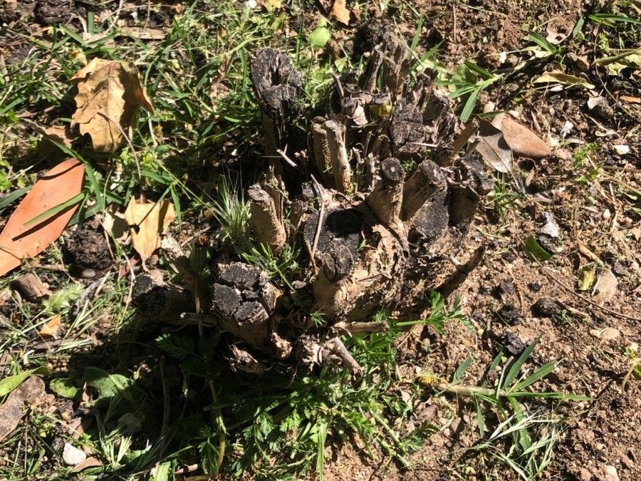 Lathyrus heterophyllus bark