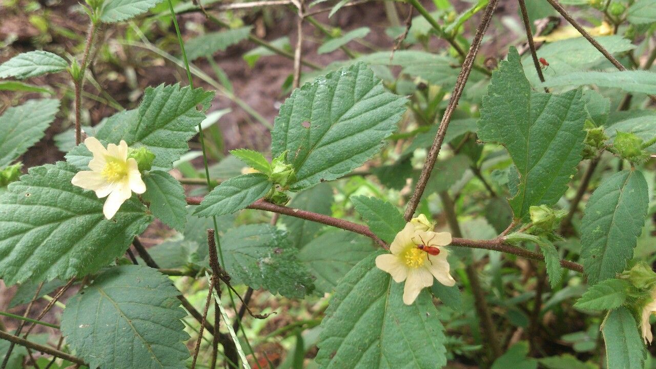 Sida ulmifolia leaf
