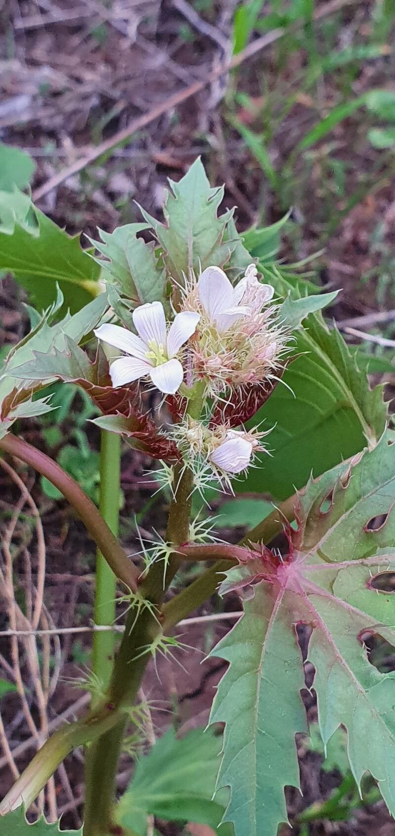 Jatropha macrorhiza flower