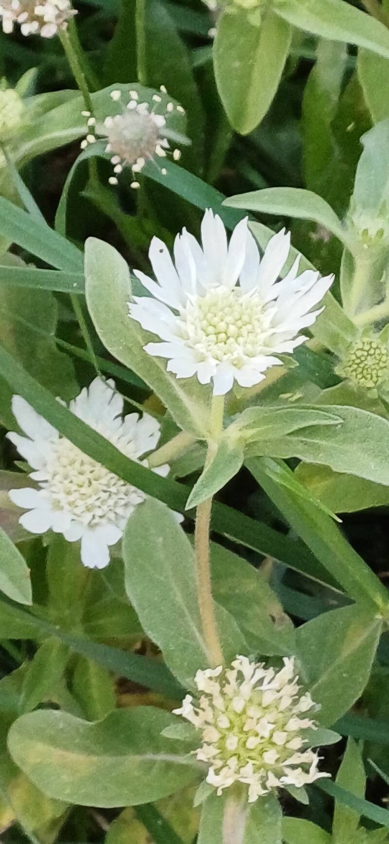 Lomelosia prolifera flower