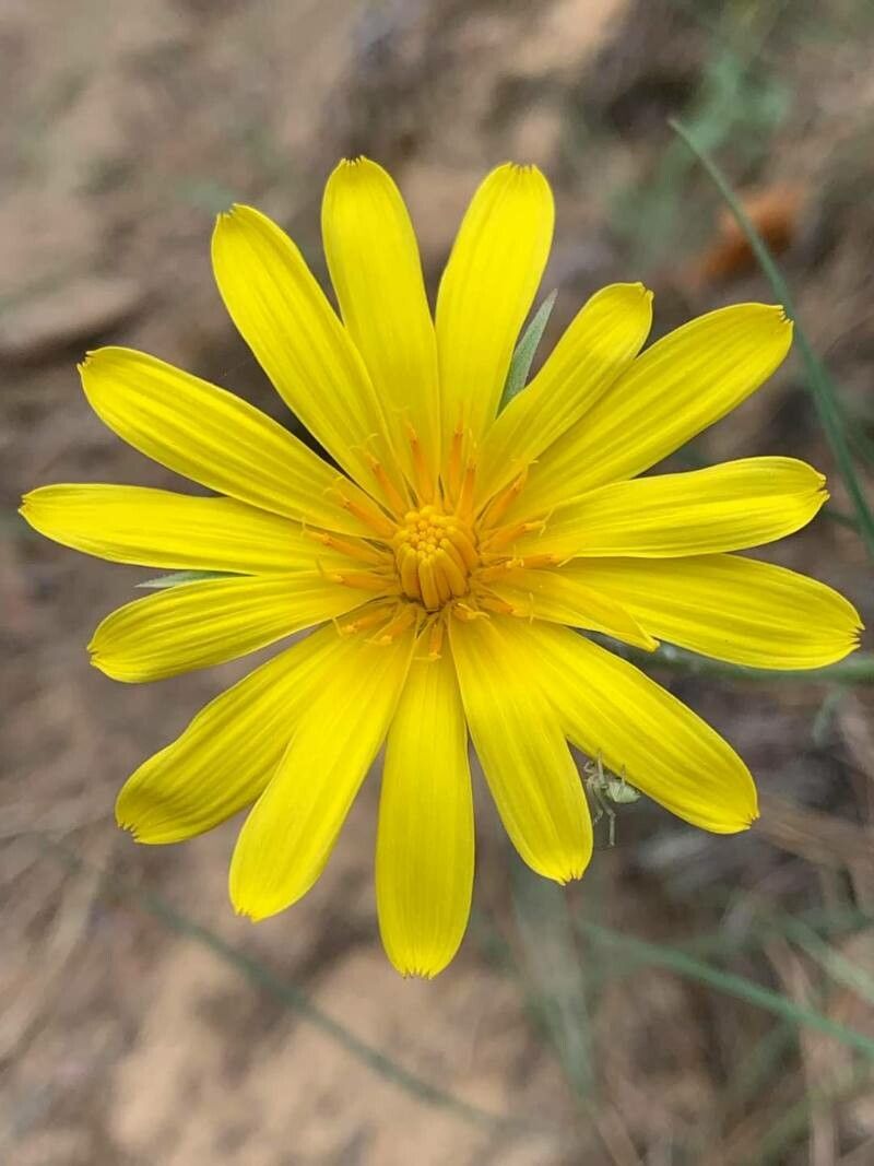 Aposeris foetida flower