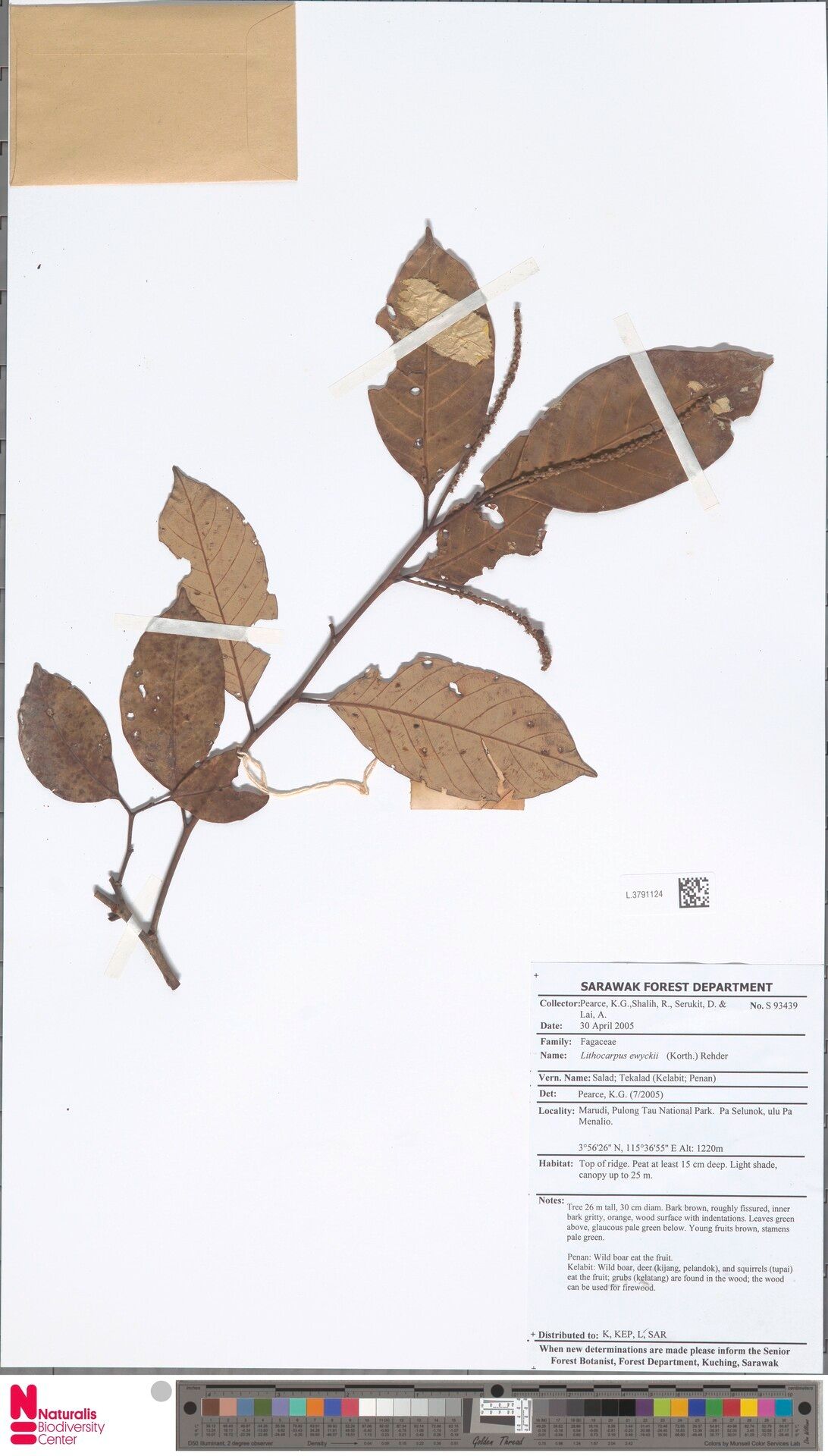 Lithocarpus ewyckii — houseplant care guide