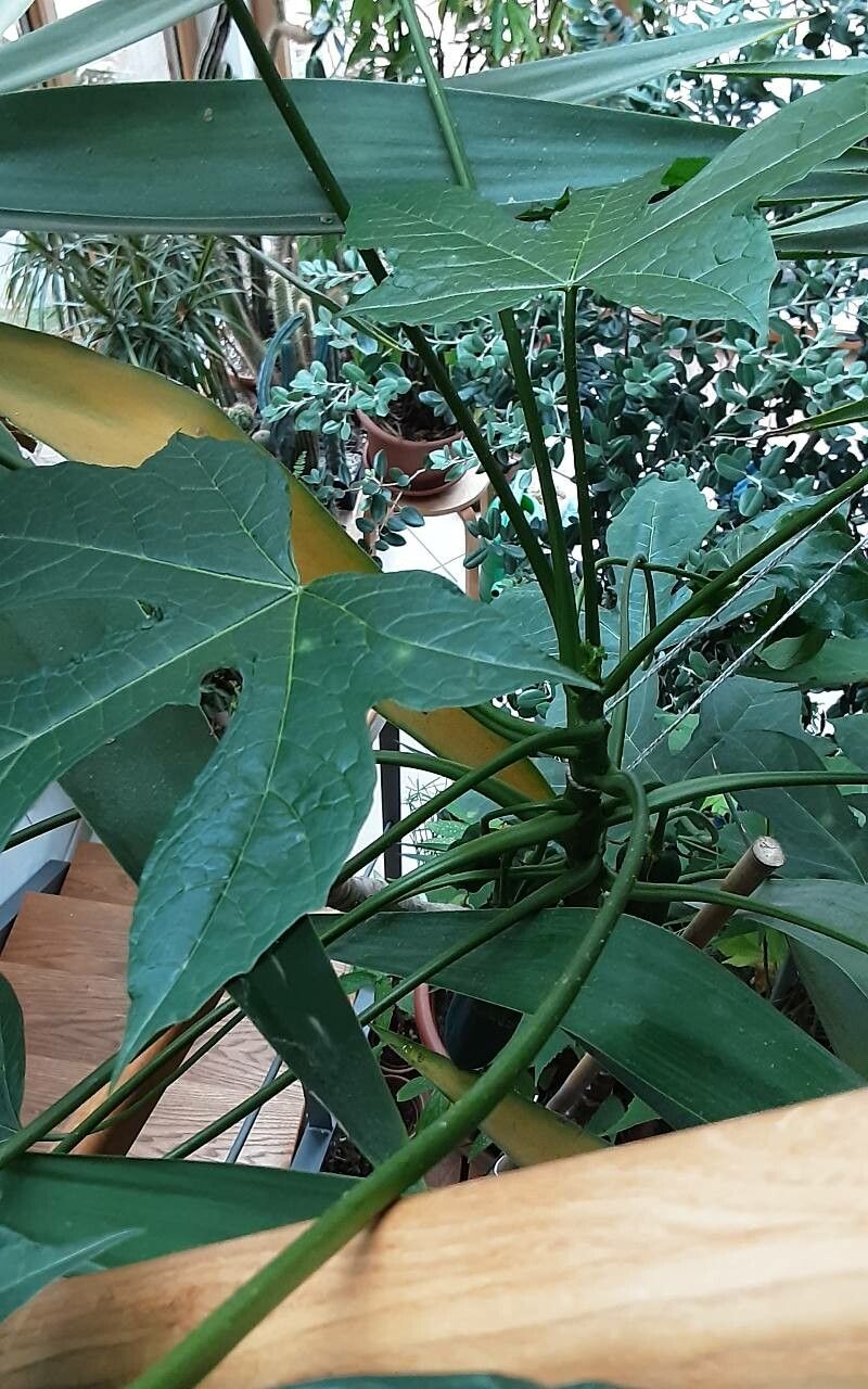 Vasconcellea × pentagona — houseplant care guide