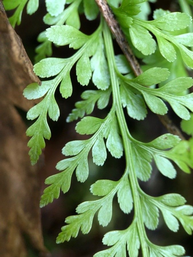 Asplenium cuneatum — houseplant care guide