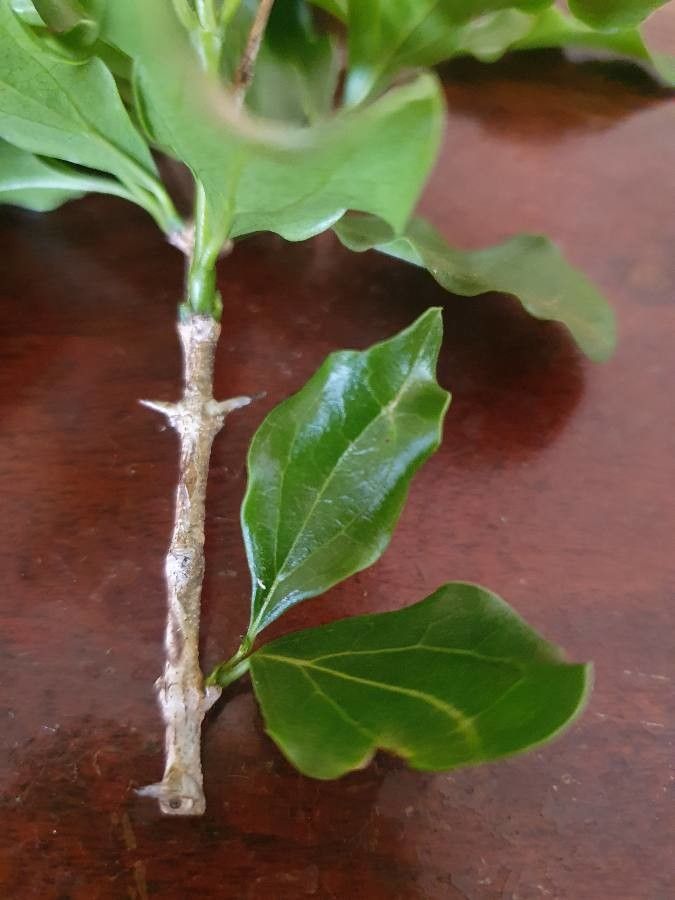 Strychnos spinosa leaf