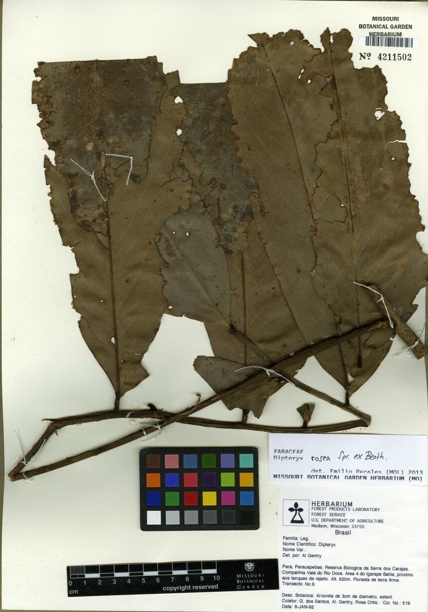 Dipteryx rosea — houseplant care guide