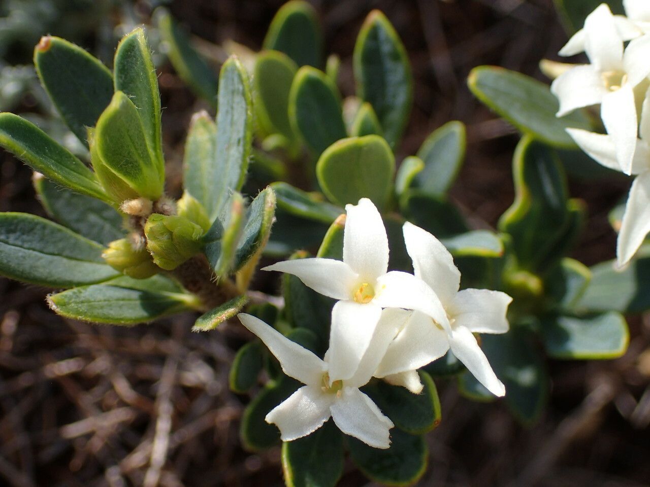 Daphne oleoides flower