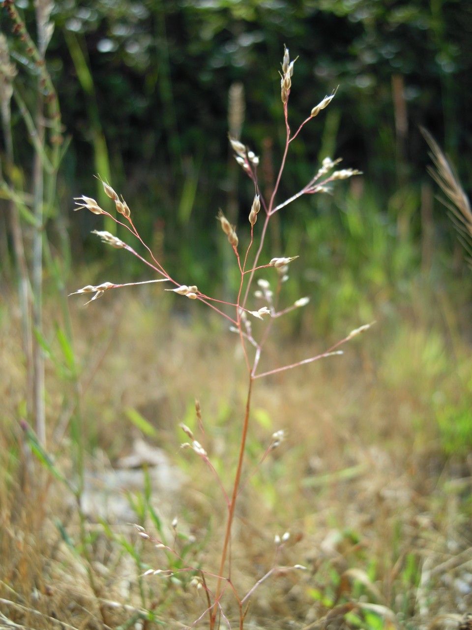 Aira multiculmis other