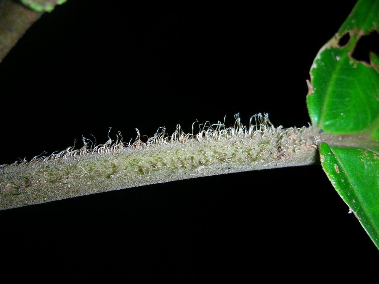 Miconia conosetifera bark