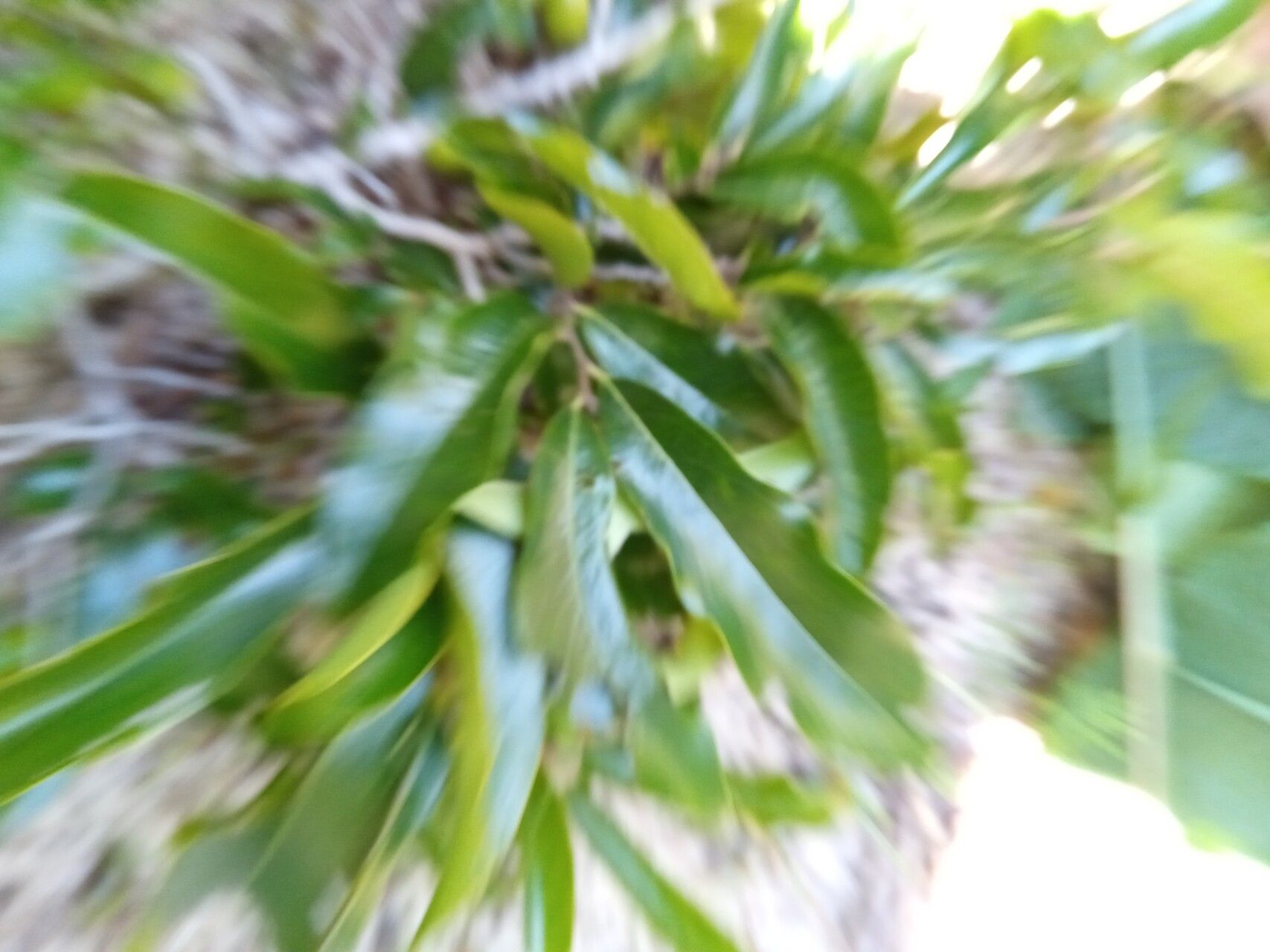 Diospyros tropophylla — houseplant care guide