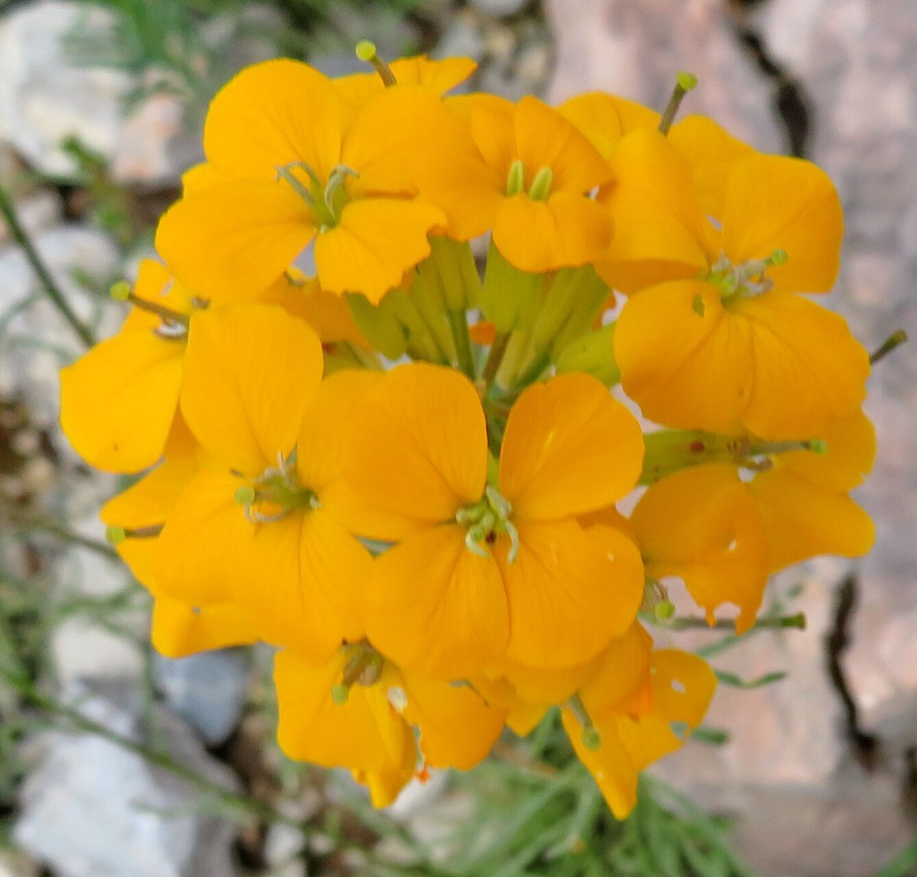 Erysimum aurantiacum