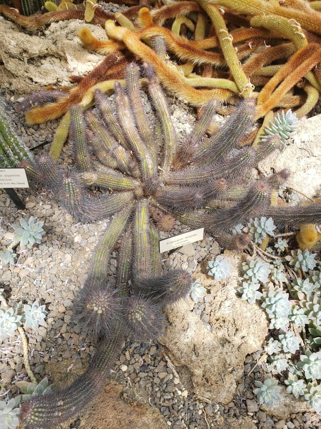 Soehrensia strigosa habit