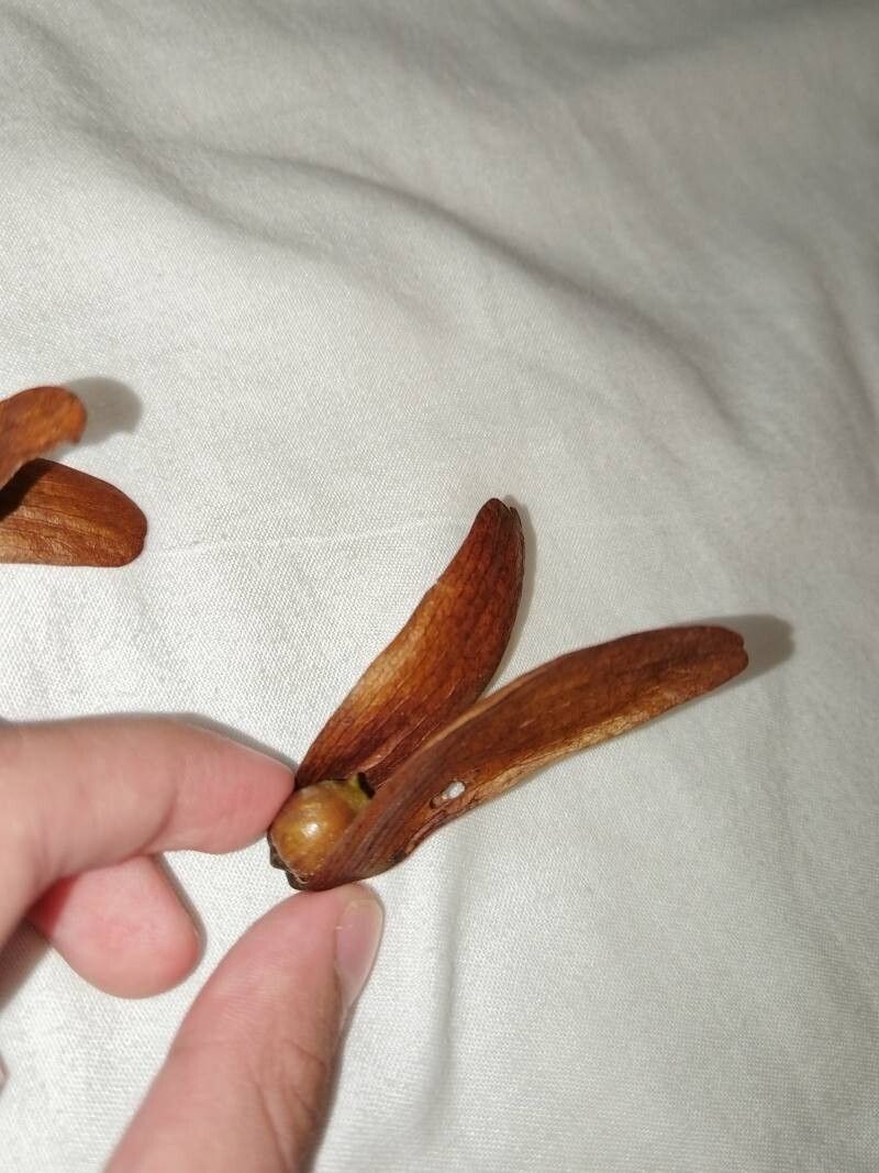 Shorea contorta — houseplant care guide