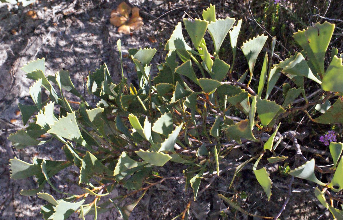 Hakea flabellifolia habit