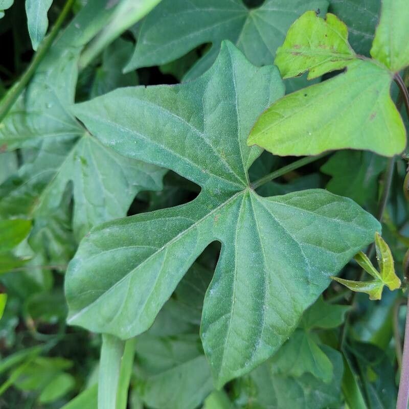 Ipomoea neei — houseplant care guide