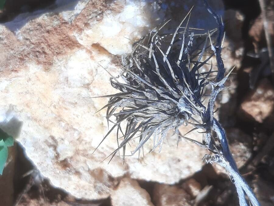 Galactites tomentosus fruit