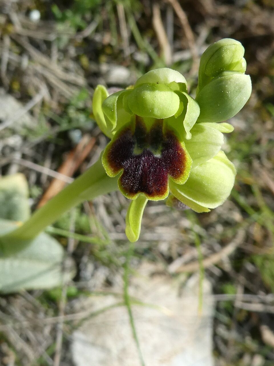 Ophrys marmorata flower