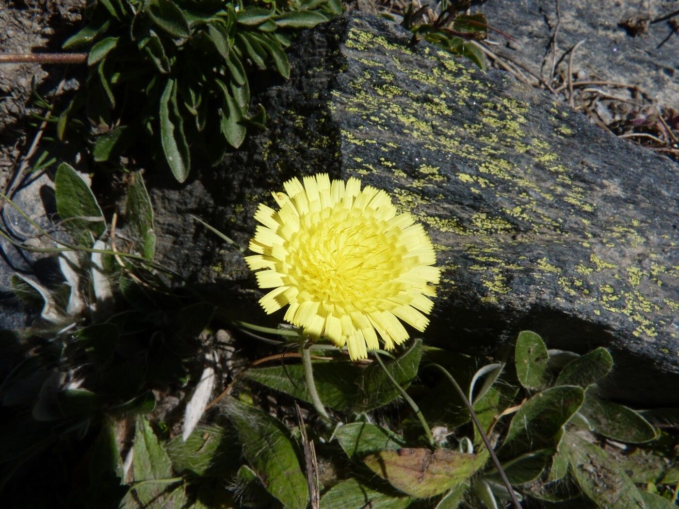 Pilosella peleteriana flower