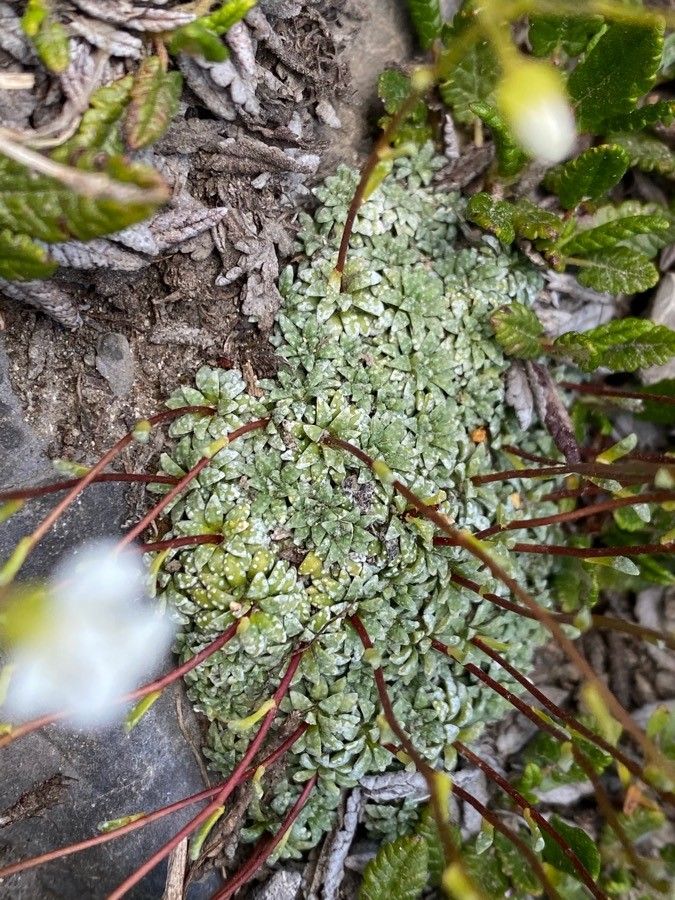 Saxifraga caesia leaf