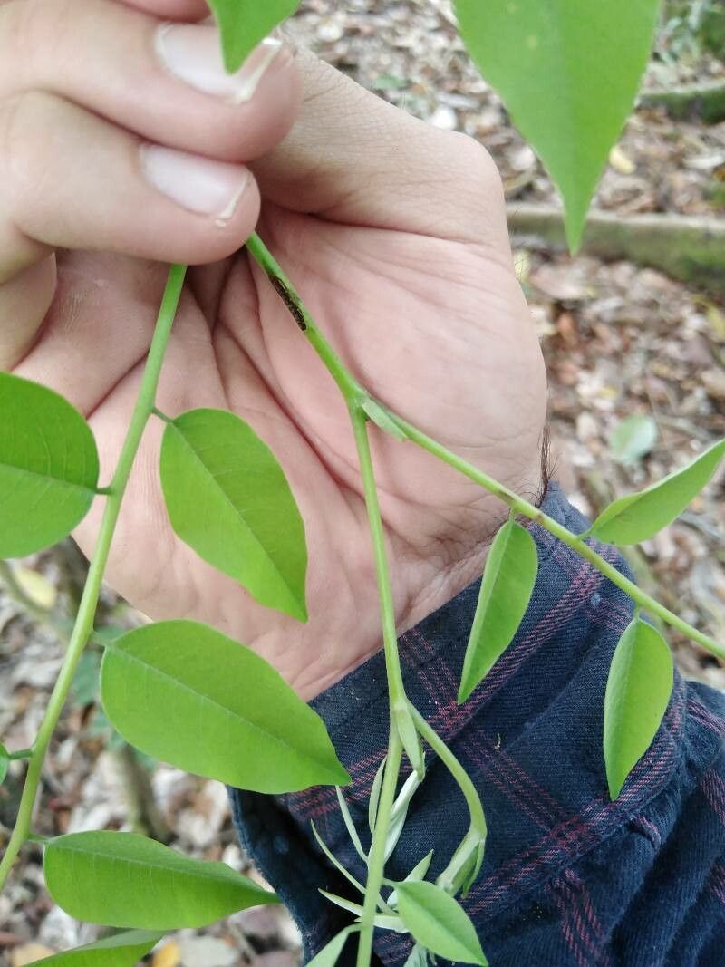 Dalbergia glomerata — houseplant care guide