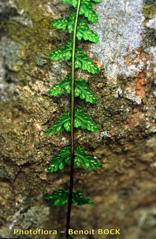 Asplenium x pagesii habit