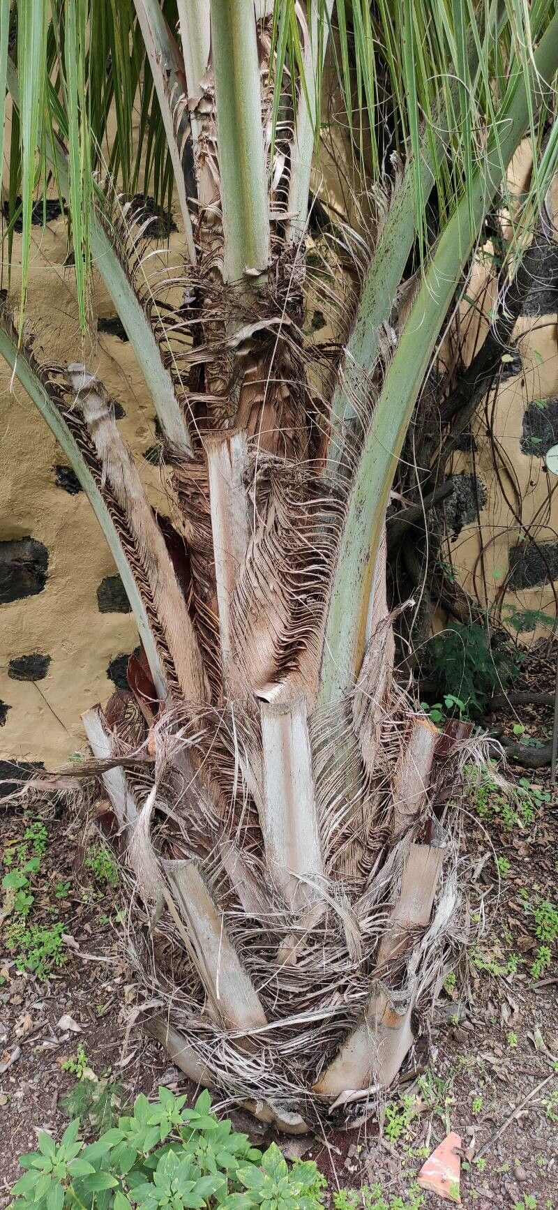 Beccariophoenix madagascariensis bark