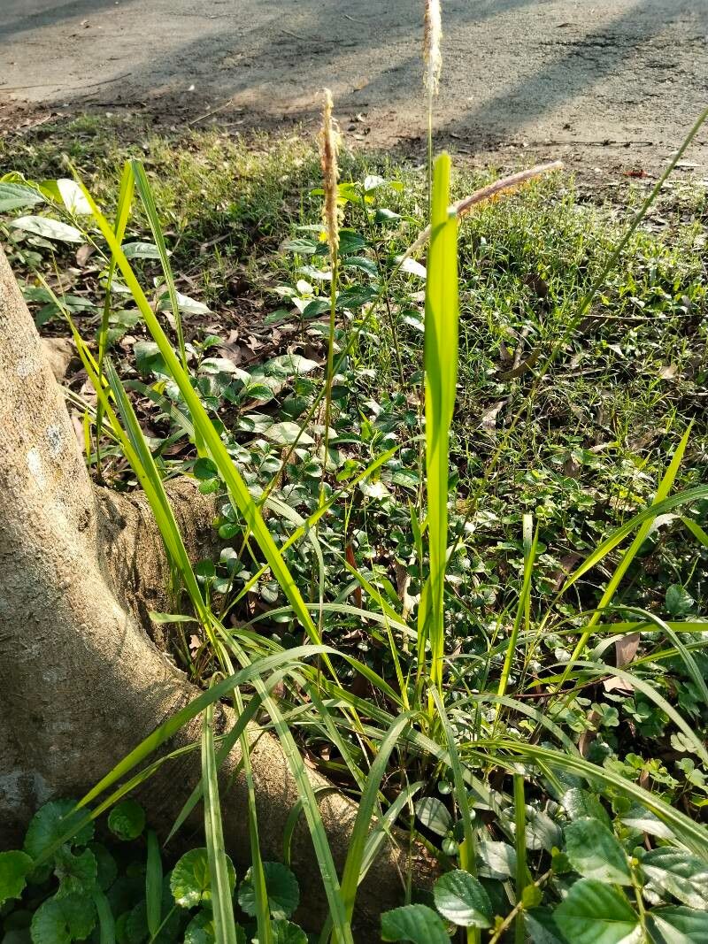 Acacia catechu — houseplant care guide