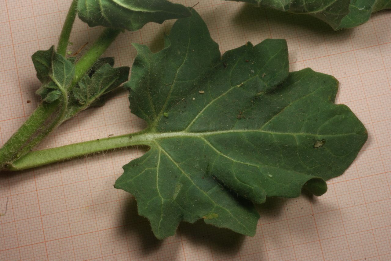 Cynoglossum tubiflorum — search result for 'Cynoglossum'